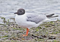 Larus Philadelphia